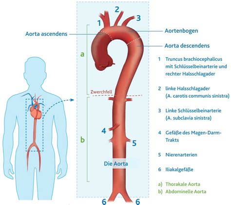 die aorta funktion erkrankungen und behandlungen dhzb