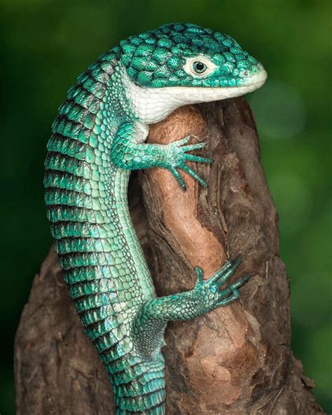 cool exotic reptile pets pets animals