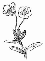 Laurel Kalmia Flor Swamp Microphylla Supercoloring Latifolia Laurus Dibujar Buggy Coloriages Tatuaje sketch template