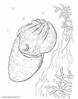 Coloring Pages Animals Sea Cuttlefish Printable sketch template