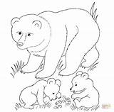 Coloring Pages Bear Printable Cubs Baby Animal Mother Animals Grizzly Print Woodland Color Brown Bears Cub Drawings Drawing Cartoon Supercoloring sketch template