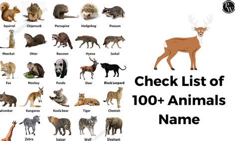 types  animals  pictures  names