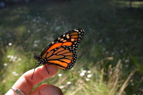 monarchs  coming   milkweed  spokesman review