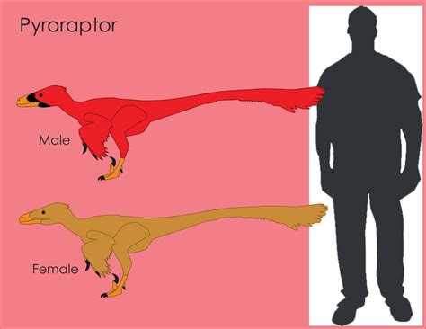 pyroraptor size comparision  loujunior  deviantart