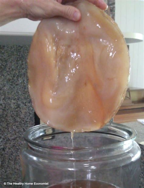 bacterial cellulose  kombucha   colonize mars