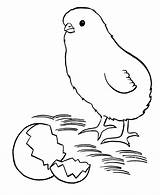 Chick Coloring Pages Chicks Easter Chicken Printable Baby Little Clipart Sheets Kids Eggs Hatched Just Library Books Popular sketch template