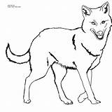 Jackal Coloring Pages Clipart Cliparts Drawing Kids Coyote Golden Color Printable Animal Clip Preschool Library Click Kindergarten sketch template