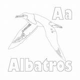 Albatross Coloring Pages Template sketch template