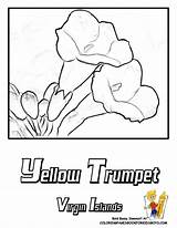 Coloring Pages Flower Yellow Virgin Islands Flowers Trumpet Choose Board Hibiscus sketch template
