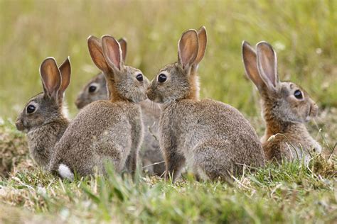 a numbers game—killing rabbits to conserve native mammals