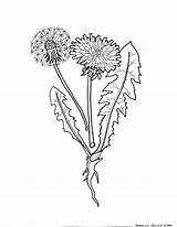 Coloring Scientist Takeover Plants Dandelion sketch template