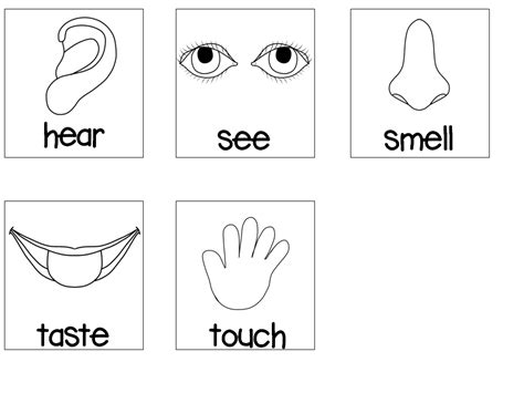 senses card match senses preschool preschool coloring pages senses