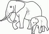 Elefantes Coloring Chachipedia sketch template