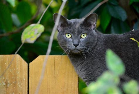 russian blue cat personality   breed