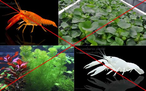liste invasiver tier und pflanzenarten veroeffentlicht  fish aus