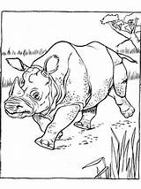 Neushoorn Nashorn Indiaase Rhino Indisches Rhinoceros Kleurplaten Malvorlage sketch template