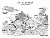 Coloring Coral Reef Labeled Animals Pages Ecosystem Ocean Reefs Color Corals Sea Exploringnature Pdf Found Popular Choose Board sketch template
