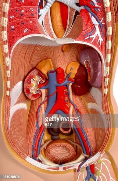 Model Of The Internal Anatomy Of The Trunk Of An Adult Human Body Of