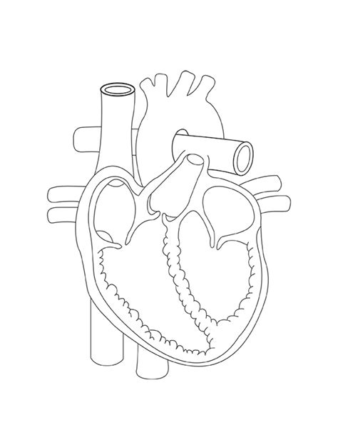 heart anatomy coloring page printable coloring page coloring home