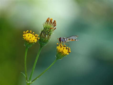 the best plants to attract hoverflies and other beneficial