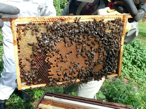 Pictures 20 August 2015 Trunch Beekeeping Group