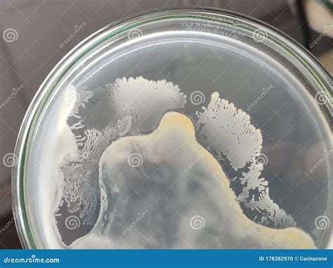 bacillus subtilis bacteria colony microscopy stock photo