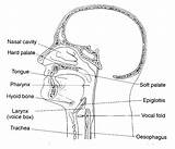 Vocal Tract Speech Anatomy Phonetics Phonology Human Sagittal Edu Mouth Linguistics Sound Color Cavity Vowel Nasal Pharynx Upenn Shaping Ldc sketch template