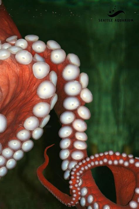 seattle aquarium cancels octopus sex act due to