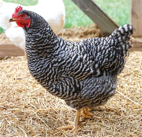 Best Egg Laying Chickens For Beginners Modern Farming Methods