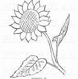 Sunflower Coloring Sunflowers sketch template
