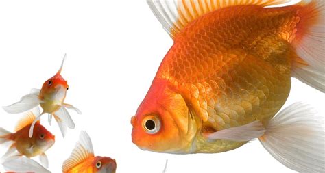 goldfish  caracteristicas  tienes  saber sobre el pez dorado una mascota por