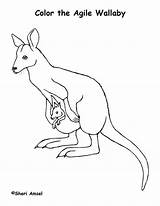 Coloring Wallaby Pages Animals Color Animal Drawings Designlooter Sheet sketch template