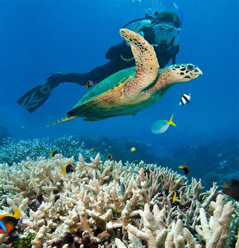 top 10 scuba diving spots in the world [best underwater secrets] best