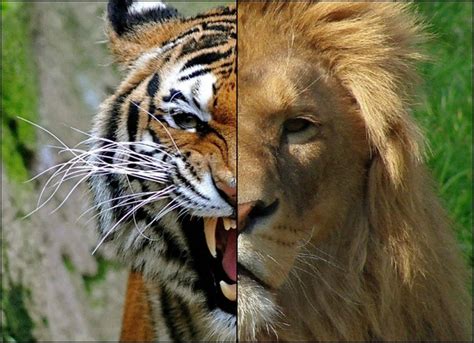 Who Will Win A Fight Between A Tiger And A Lion Quora