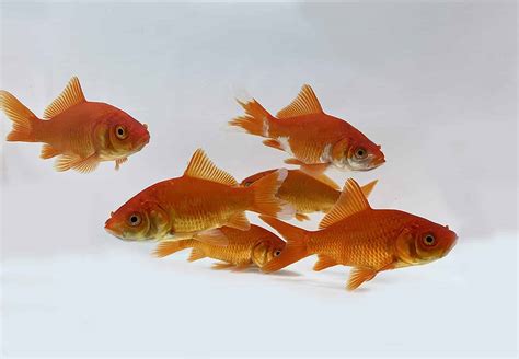 popular types  goldfish varieties     home