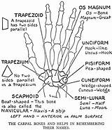 Anatomy Trapezium Tendons sketch template