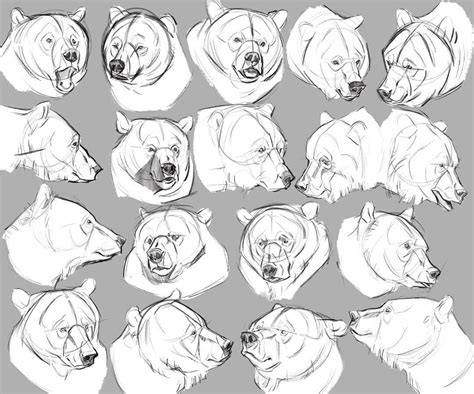 bear face drawing grizzly bear drawing animal sketches animal