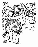 Coloring Pages Tiger Realistic Animal Animals Tigers Printable Kids Color Adults Cool Print Malayan Getcolorings Clip Getdrawings Drawing Library Choose sketch template