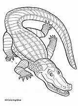 Coloring Pages Alligator Getdrawings sketch template