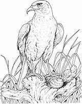 Coloring Pages Eagle Drawing Animals Wildlife Adult Printable sketch template