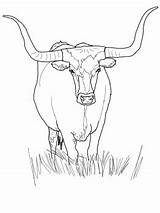 Longhorn Coloring Texas Cattle Pages Bull Cow Drawing Color Ferdinand Printable Angus Drive Horn Books Sketch Print Supercoloring Adults Getdrawings sketch template