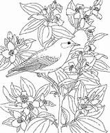 Coloring Pages Island Tropical Hawaiian Flower Getcolorings Printable Colo Adult Color sketch template