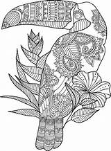 Coloring Pages Animal Toucan Zentangle Adult Mandala Zoo Choose Board Star Flower Kids sketch template