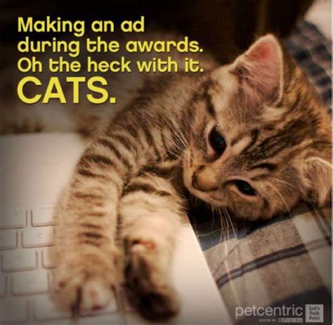 cat picture tweet  oscars brand marketing cat pics oscars