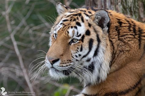 siberische tijger yarko safaripark beekse bergen flickr