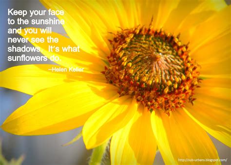 quotes  love  sunflowers quotesgram