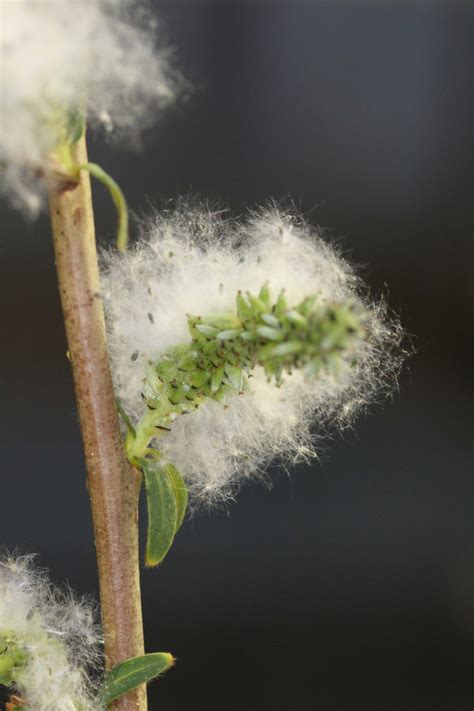 Jgi Scientists Help Unlock Structure Of Shrub Willow Sex Chromosome