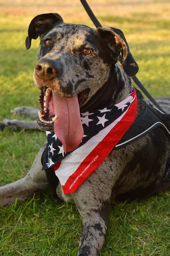 american dog     piedmont freedom festiv justin waits flickr