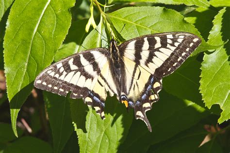 minnesota seasons canadian tiger swallowtail
