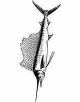 Zwaardvis Schwertfisch Ausmalbilder Swordfish Stemmen sketch template